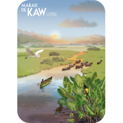 Carte Postale Marais de Kaw